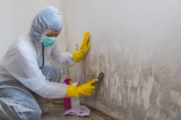 Why You Should Choose Our Mold Remediation Services in (206) 803-13630